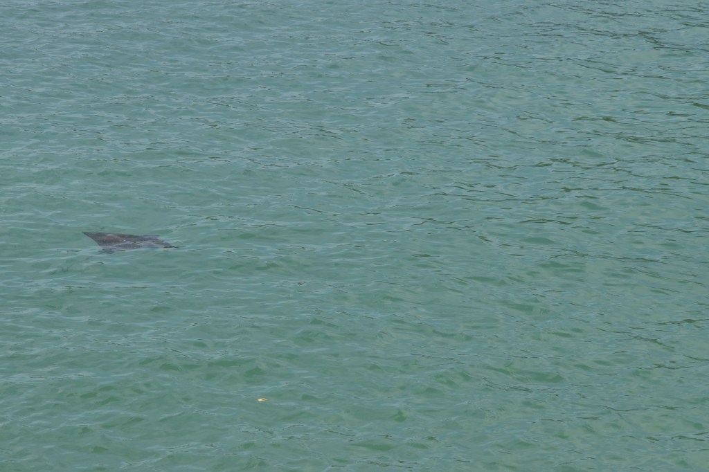 Rayfish Ste Anne Marine National Park
