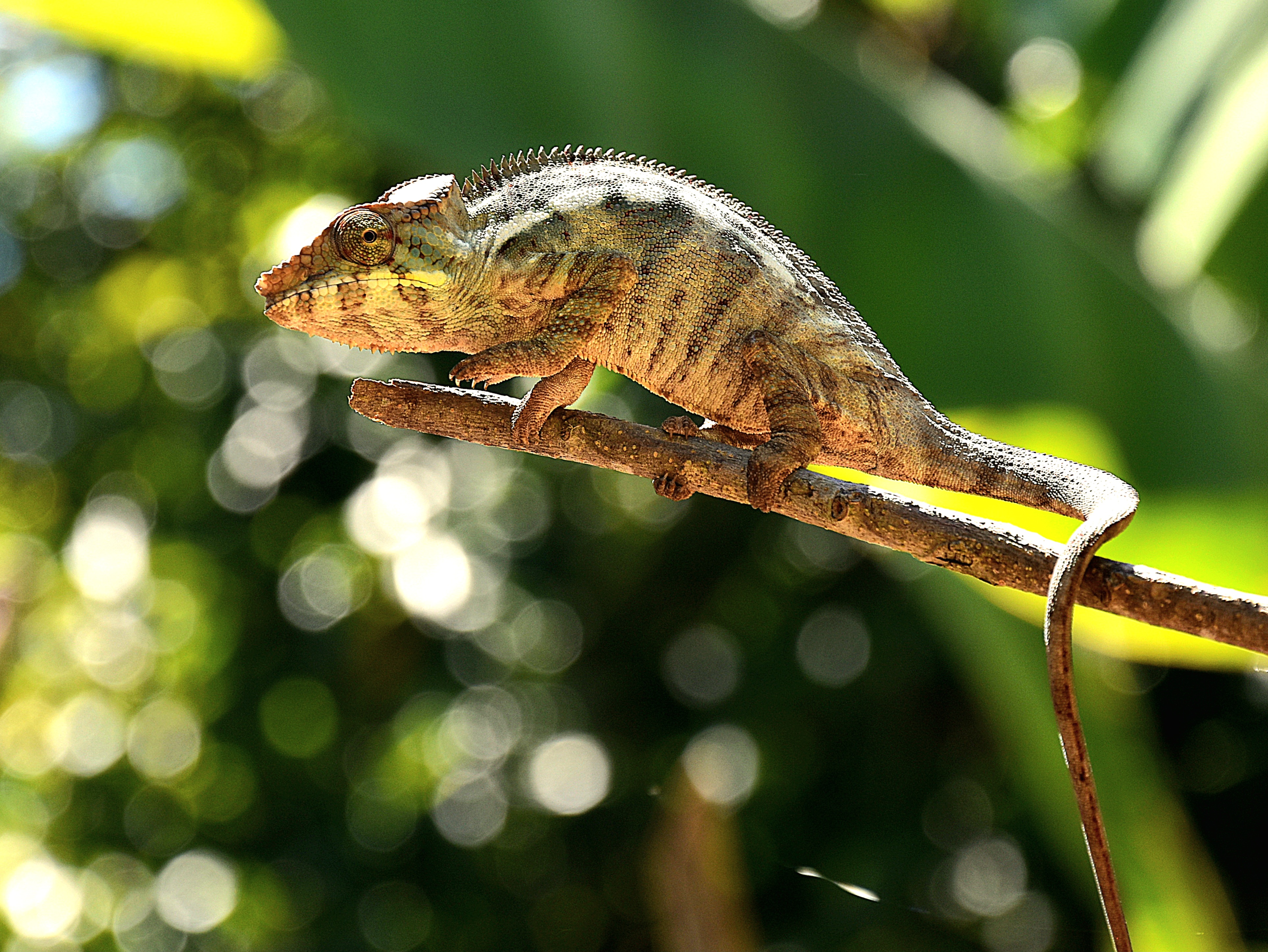 Chameleon at Ivoloina Park, Toamasina, Madagascar