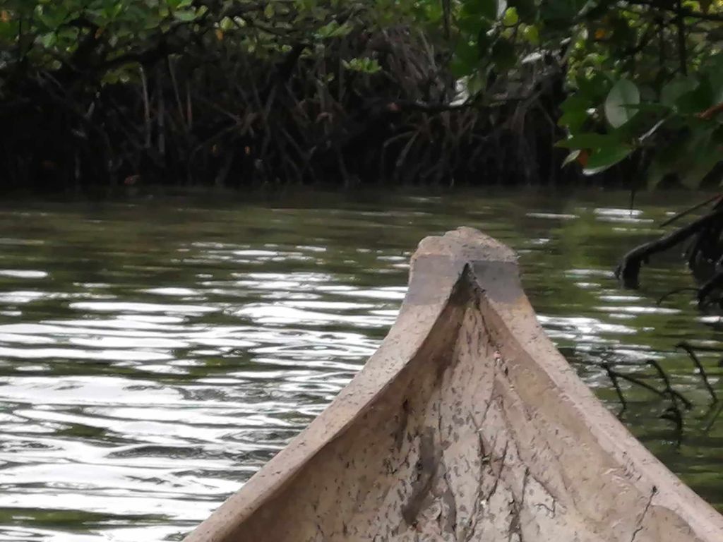 Canoeing through the Mangrove Forest