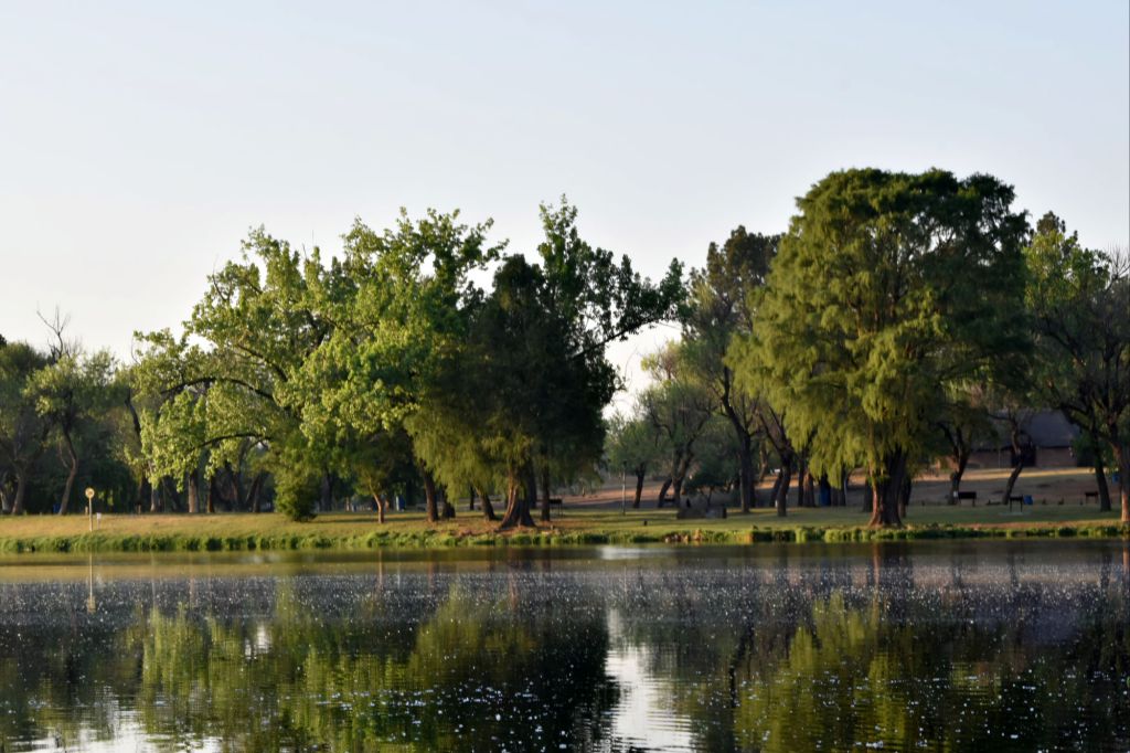 Trees and reflections