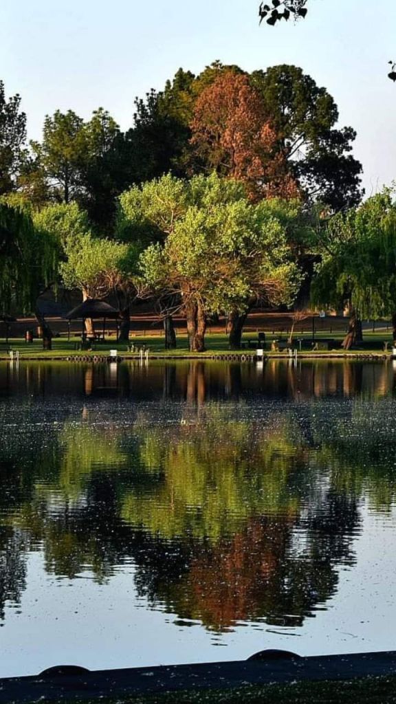 Reflections of Trees