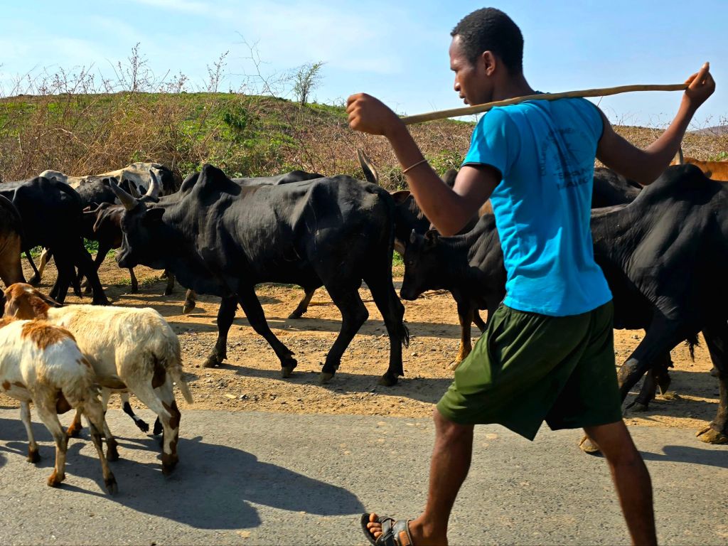 Happy Herdsmen in Madagascar