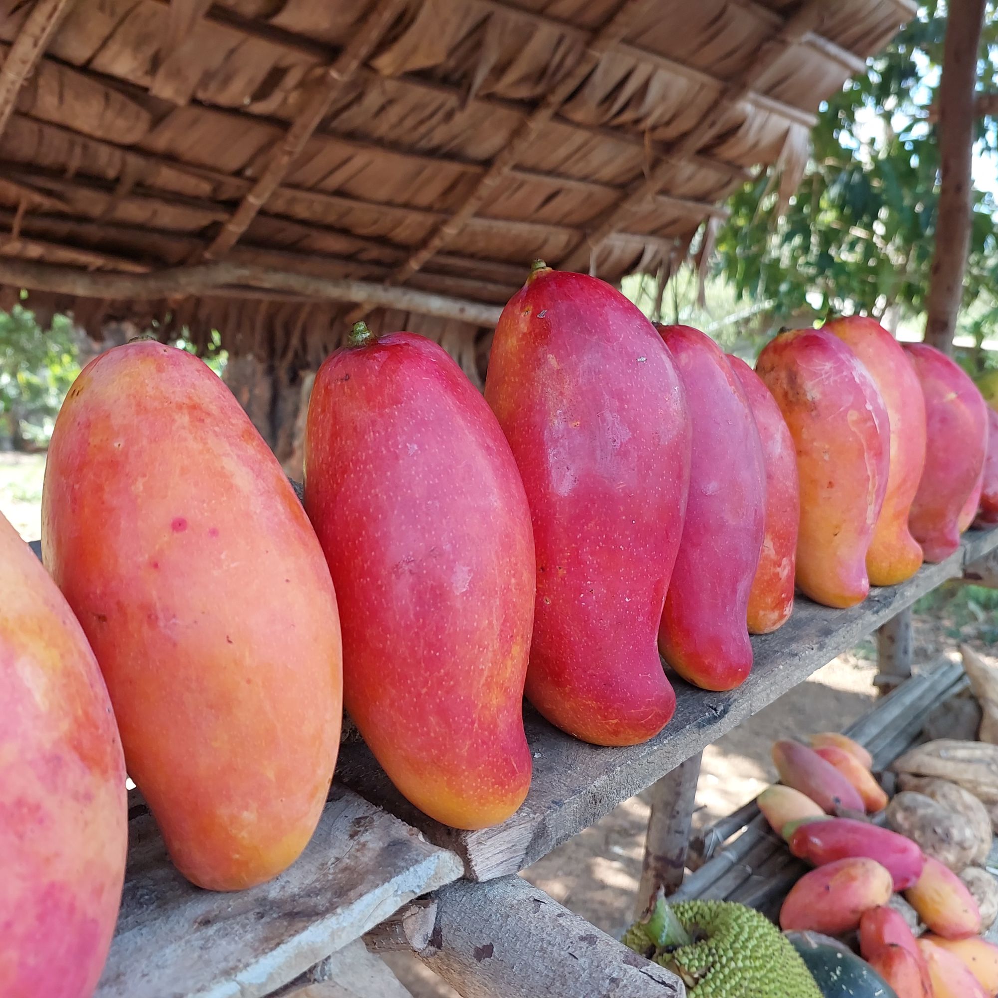 Mangoes