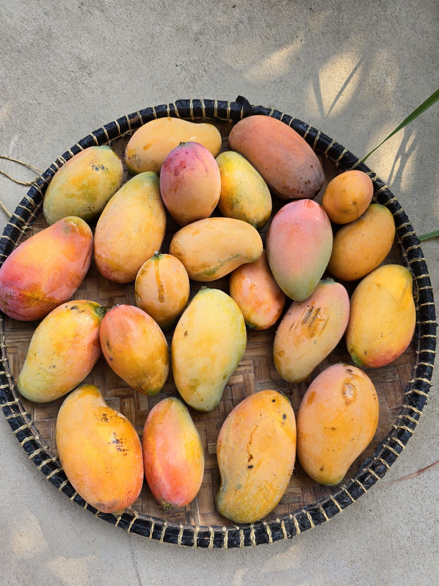 Mangoes from my garden