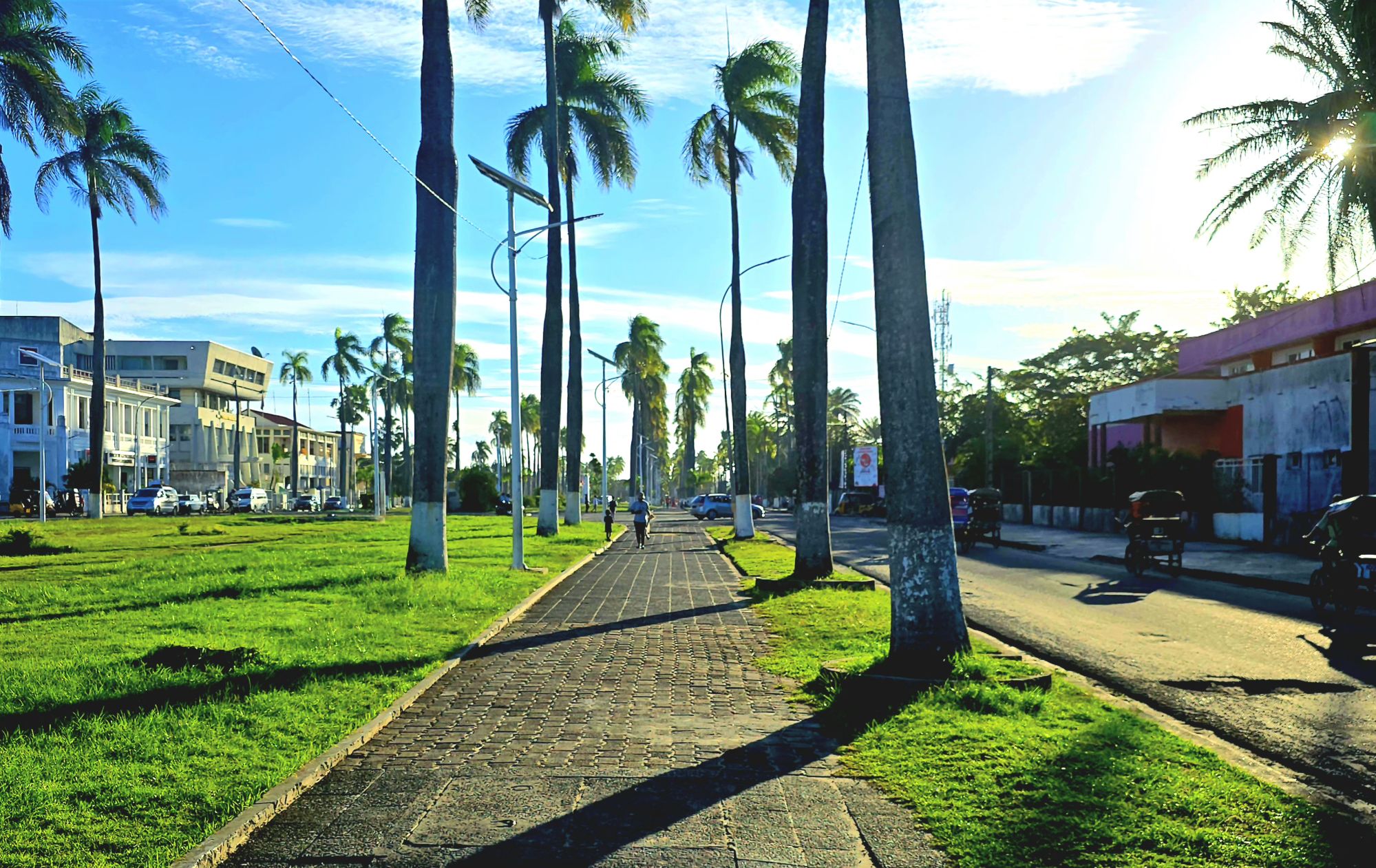Palm Trees, Avenue de l'Indépendance, Toamasina.