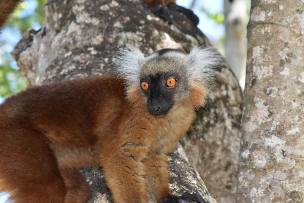 Lemur, Madagascar